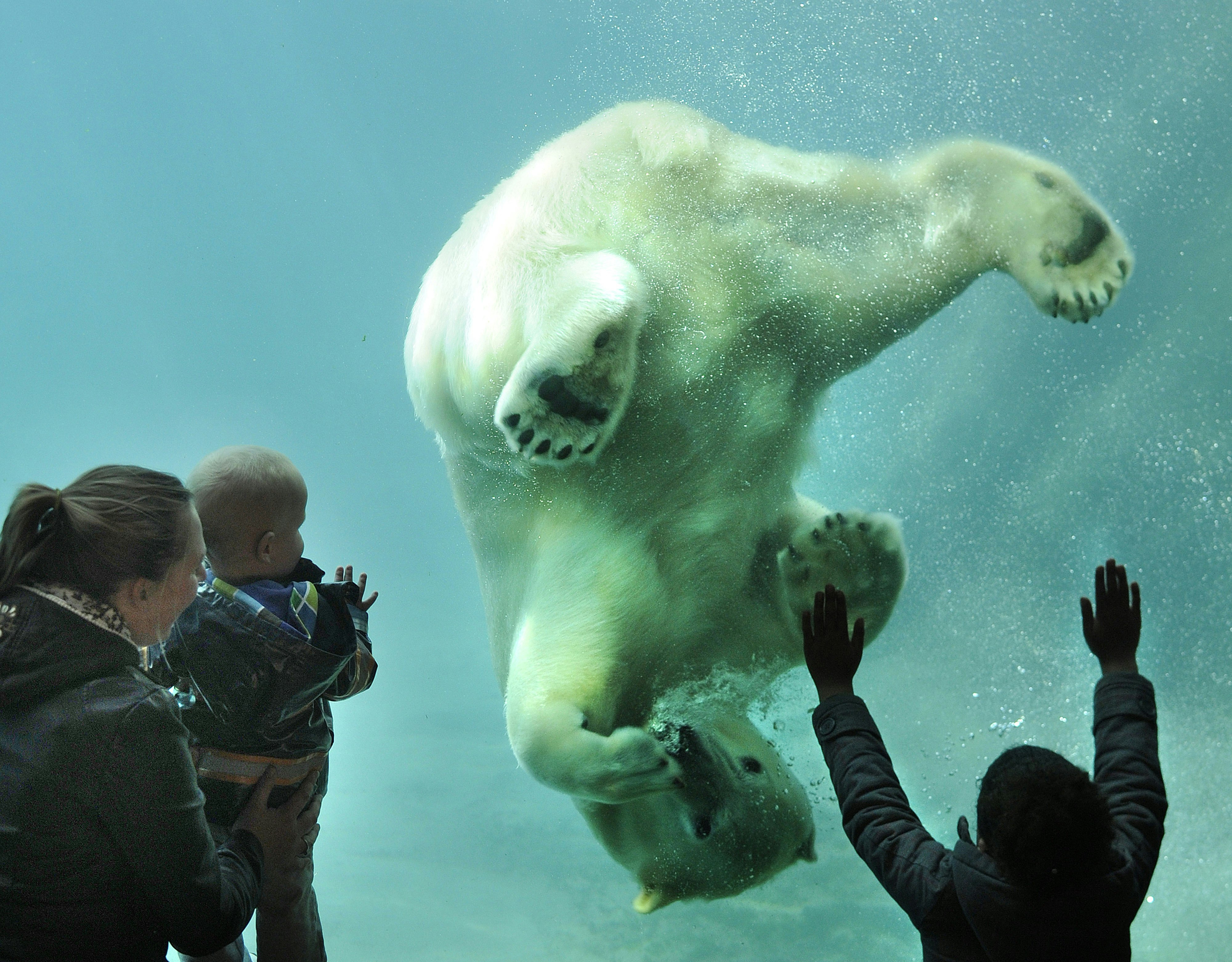 Rotterdam Zoo: Skip The Line Ticket