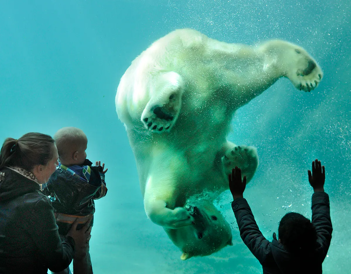 Zoo Blijdorp de Rotterdam : Billet coupe-file