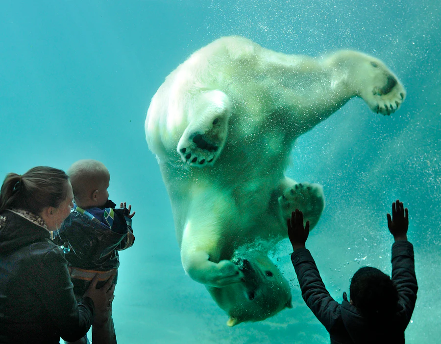 Bilety do Zoo w Rotterdamie