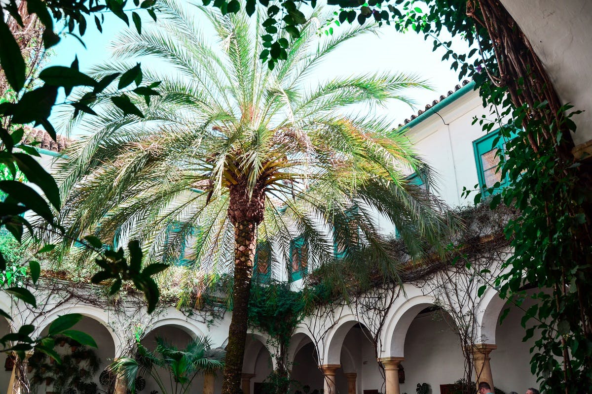 棕榈树，大叶子，庭院周围环绕着白色的拱门，还有一栋两层楼的建筑，带有蓝绿色的窗框。