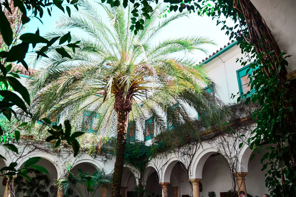 Palm tree with large fronds in a courtyard surrounded by white arches and a two-story building with teal window frames.
