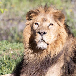 Ett majestätiskt hanlejon med en full man som ligger på gräs och tittar rakt in i kameran, med en suddig grön bakgrund.