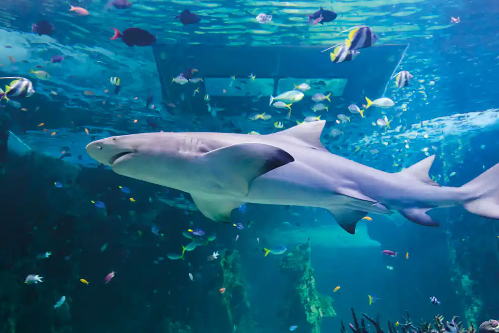 Tickets For Sea Life Manchester Tiqets