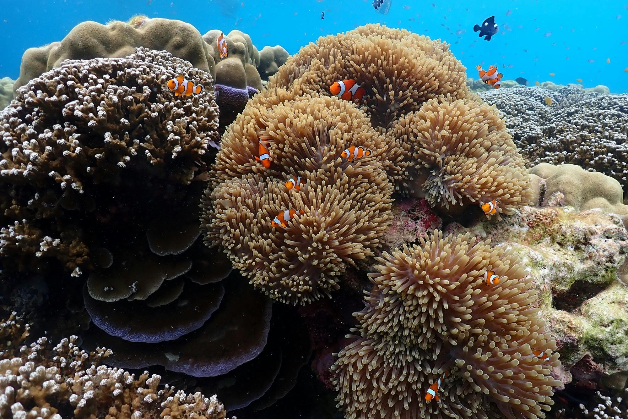 Snorkel and discover an underwater paradise.