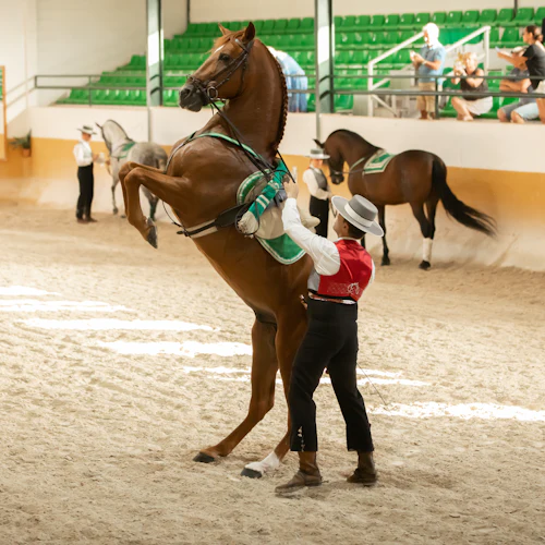 Club Hipico El Ranchito: espetáculo andaluz de cavalo e flamenco - Photo 4