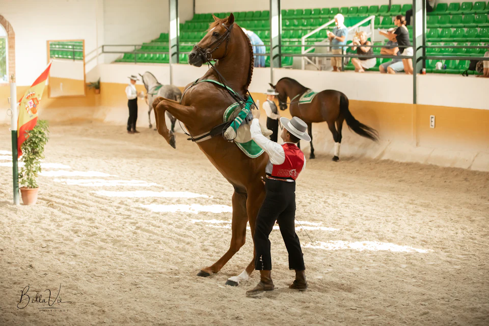 A horse rearing on its hind legs, guided by a handler in a red vest and hat, in an indoor arena with spectators in the background.