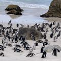 ボルダーズビーチ、アフリカンペンギンのコロニー。
