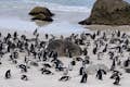 Spiaggia di Boulders, Colonia di pinguini africani.