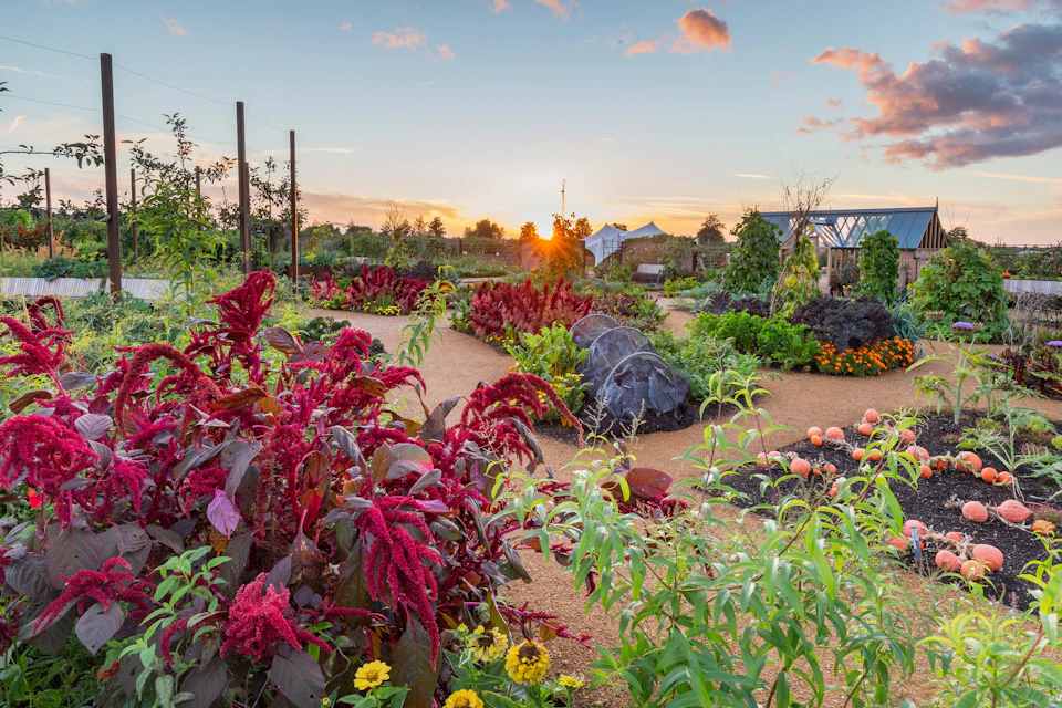 A vibrant garden at sunset with diverse plants, colorful flowers, and a clear sky with scattered clouds.