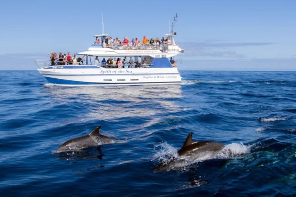 Avistamiento de delfines desde la cubierta del Spirit of the Sea