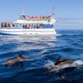 Avistamiento de delfines desde la cubierta del Spirit of the Sea