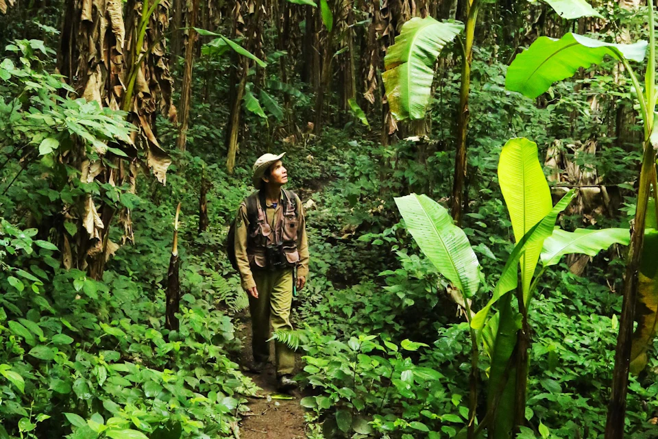 A person in outdoor gear walks through a lush, green jungle with large leaves and dense vegetation.