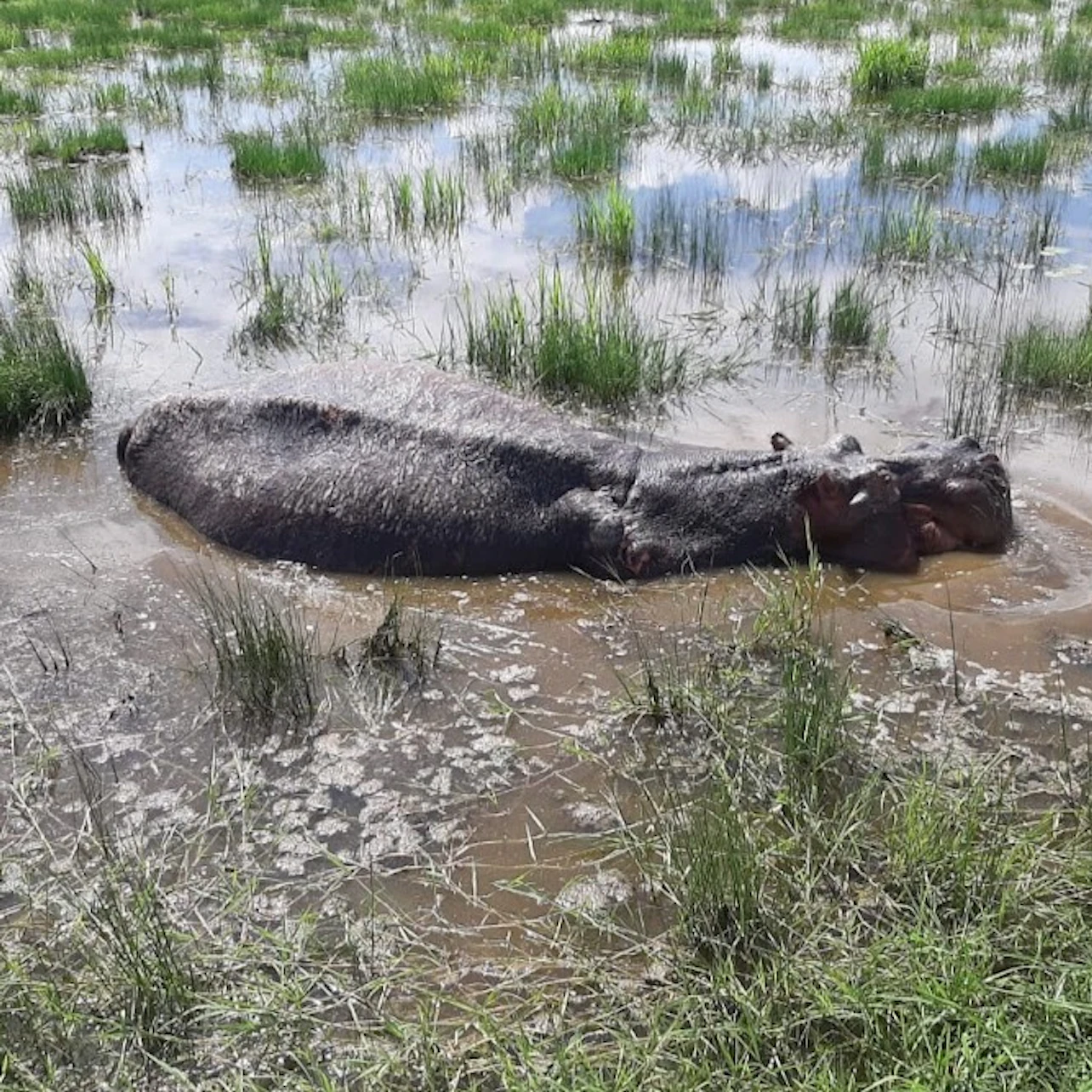 Hippo
