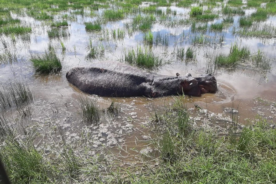 Hippo