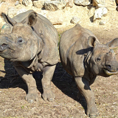Terra Natura Benidorm: Entry Ticket - Photo 3