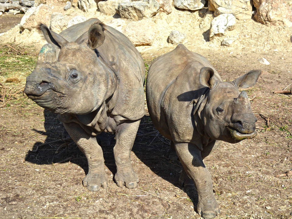 Two rhinoceroses standing on rocky terrain under sunlight, with a stone background.