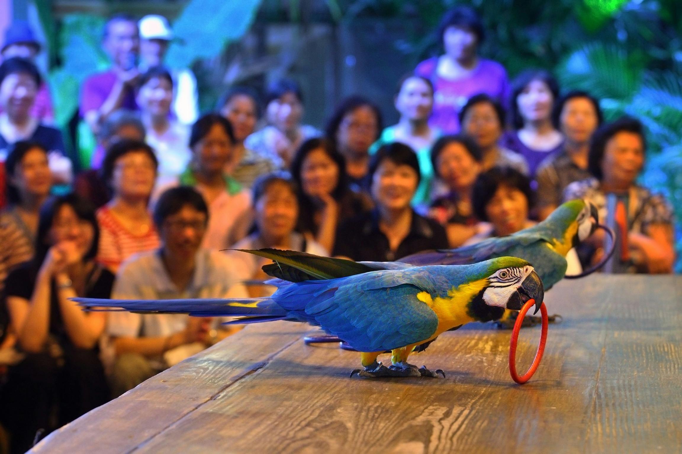 A blue-and-yellow parrot holding a red ring in its beak on a wooden surface, with a seated audience in the background.