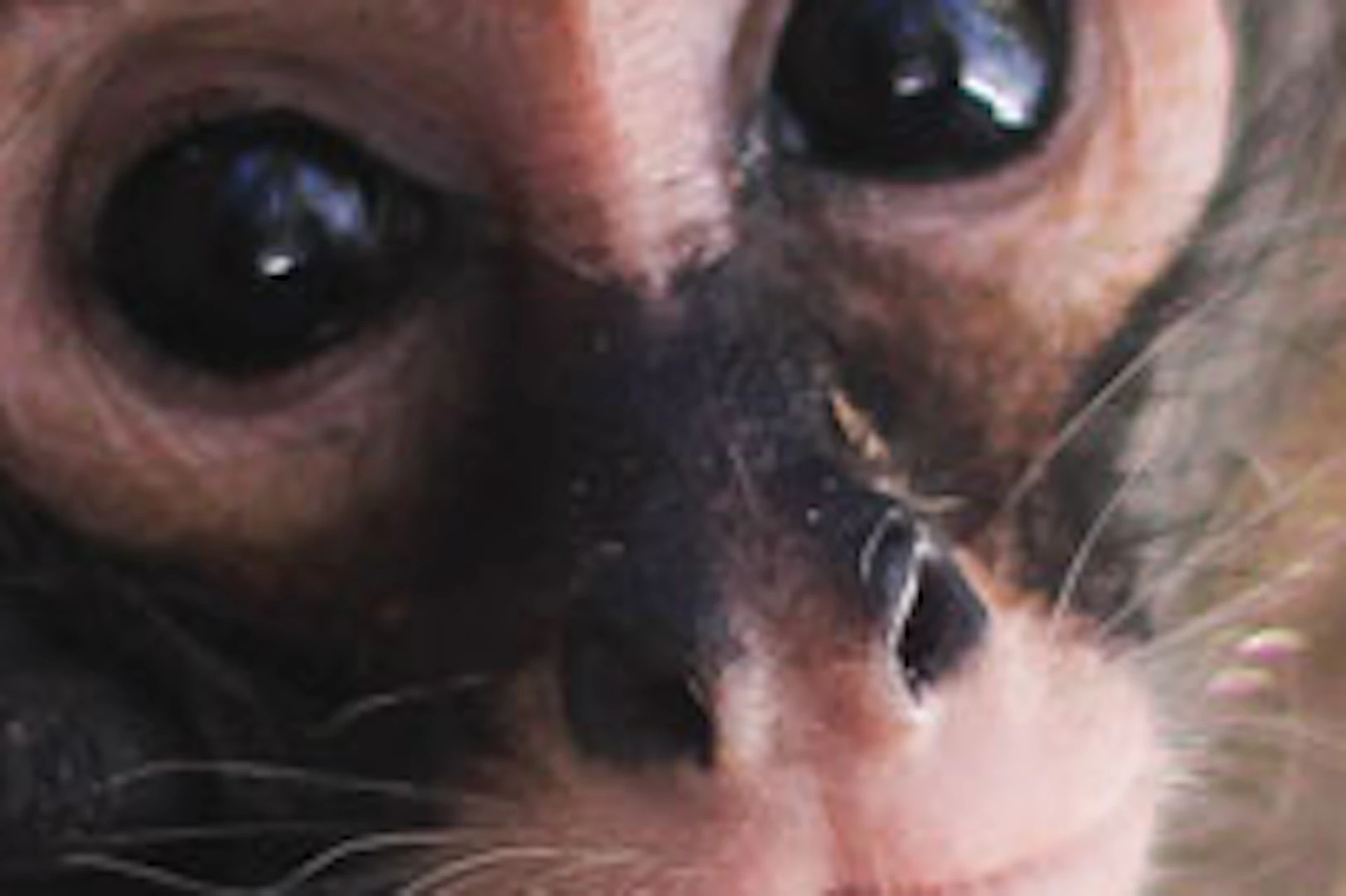 A small monkey peeks out from inside a worn, brown hammock, looking directly at the camera.