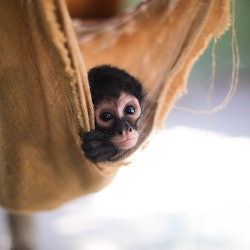 Akumal Monkey Sanctuary & Rescued Animals Tour