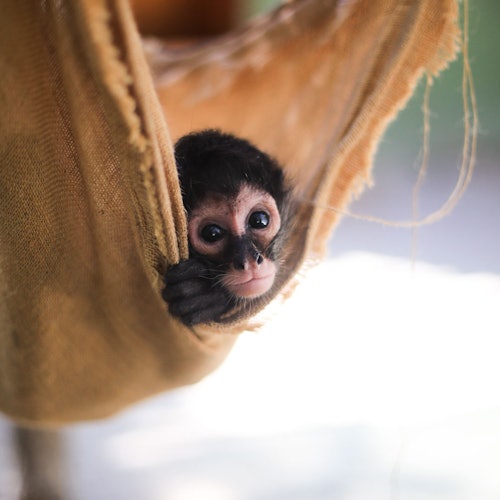 Akumal Monkey Sanctuary & Rescued Animals: Tour guiado