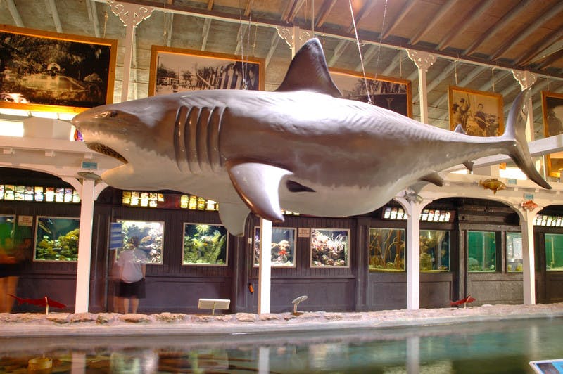 一个大型鲨鱼模型悬挂在水族馆展品前面的天花板上，展示了各种海洋生物。 一个人站在附近。