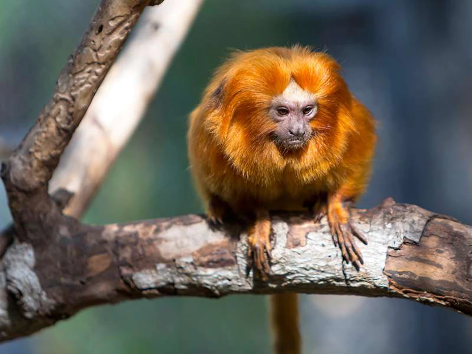 A golden lion tamarin with bright orange fur sits on a tree branch, looking directly ahead.