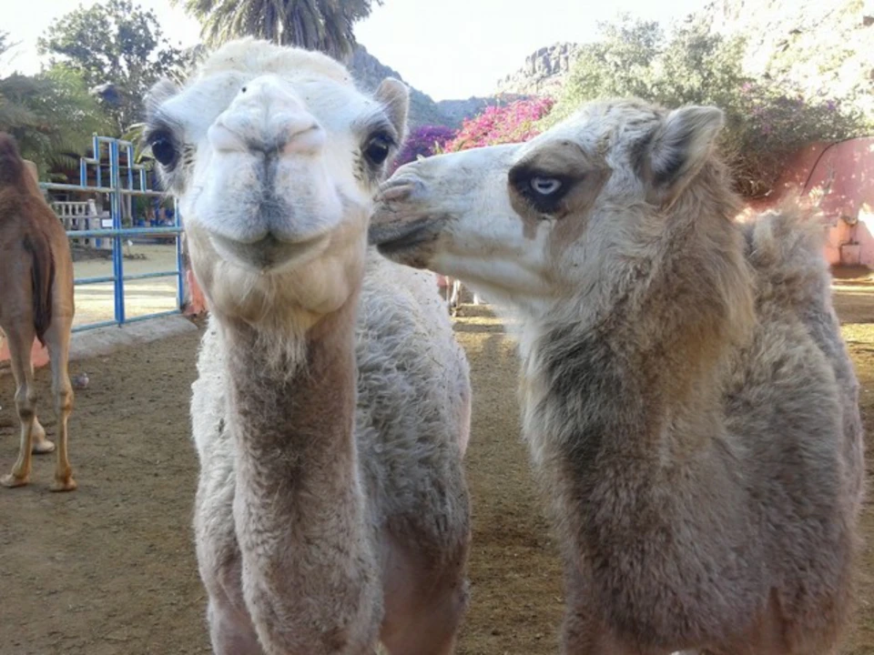 Two camels face each other outdoors; one appears to nuzzle the other. Palm trees and colorful foliage are in the background.