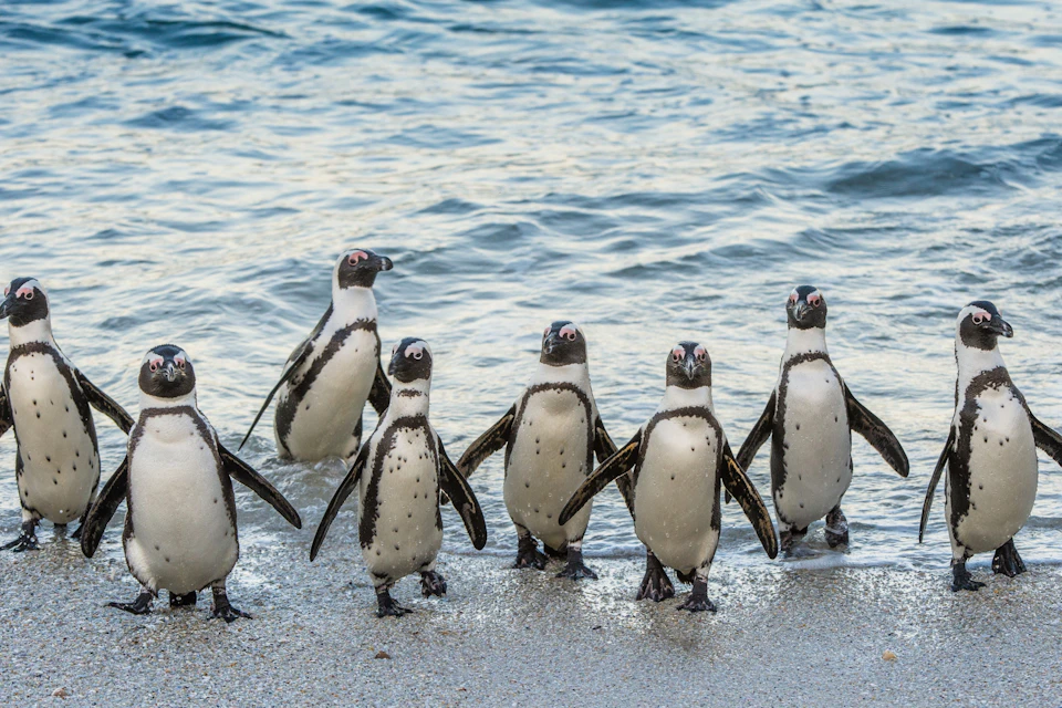 Group of Penguins at Boulders Beach.