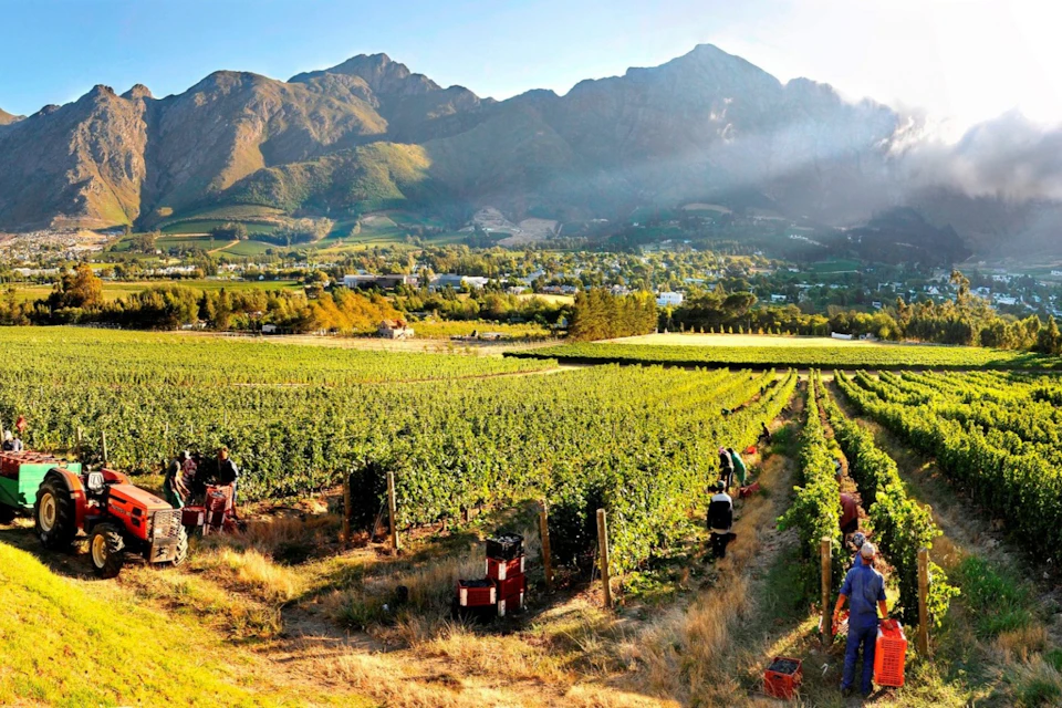 Franschhoek Farm