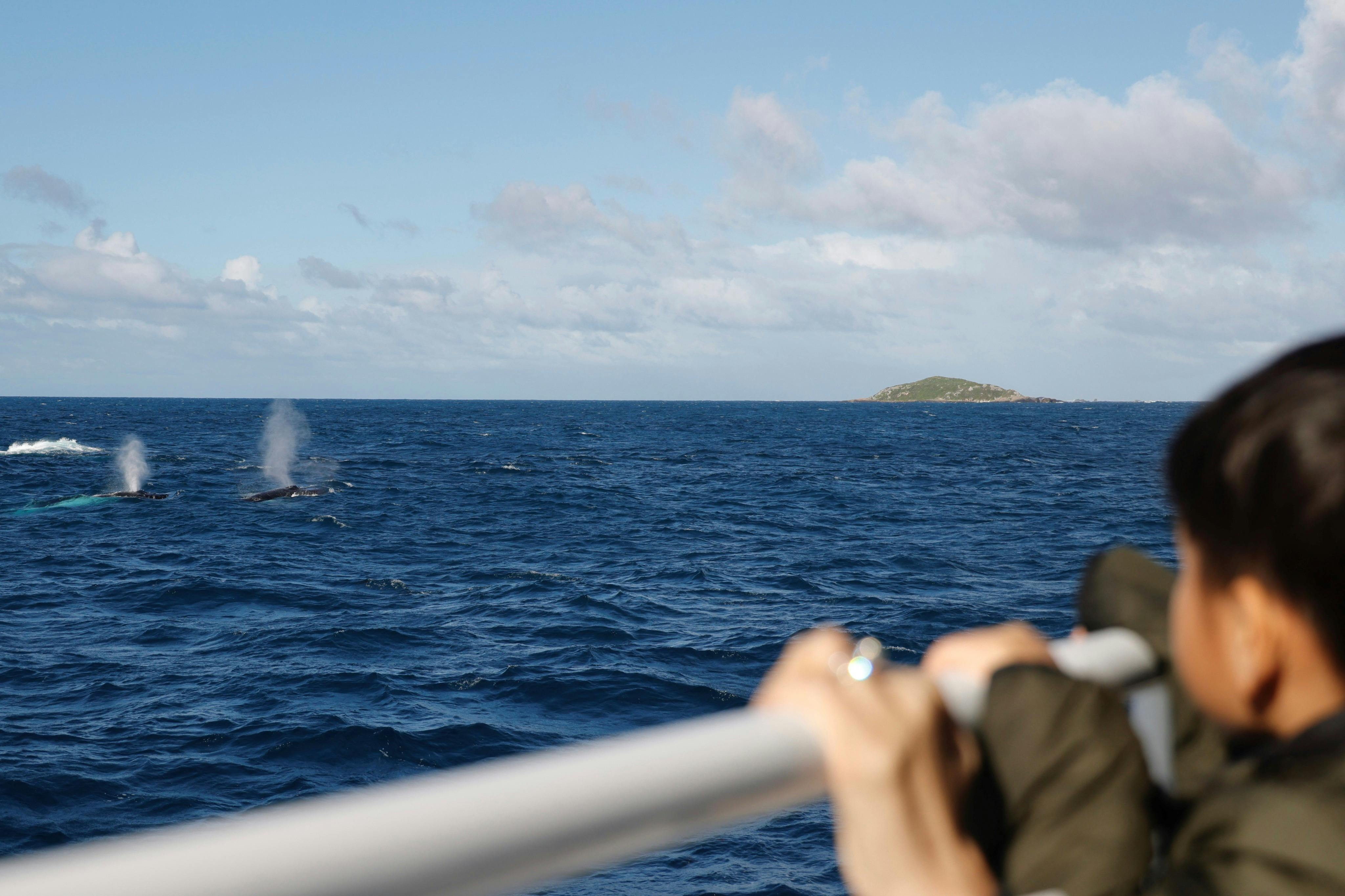 A person holding a railing on a boat, looking at the ocean where a whale spout is visible in the distance.
