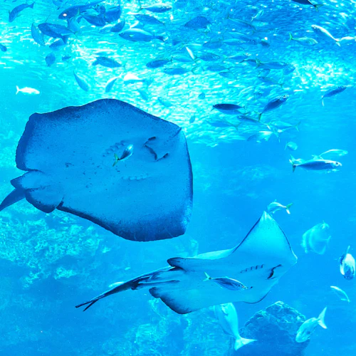 Kyoto Aquarium: Entry Ticket - Photo 4