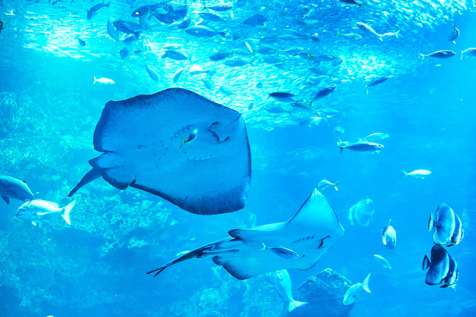 Two manta rays swim along with a school of fish in a vibrant, blue underwater scene.