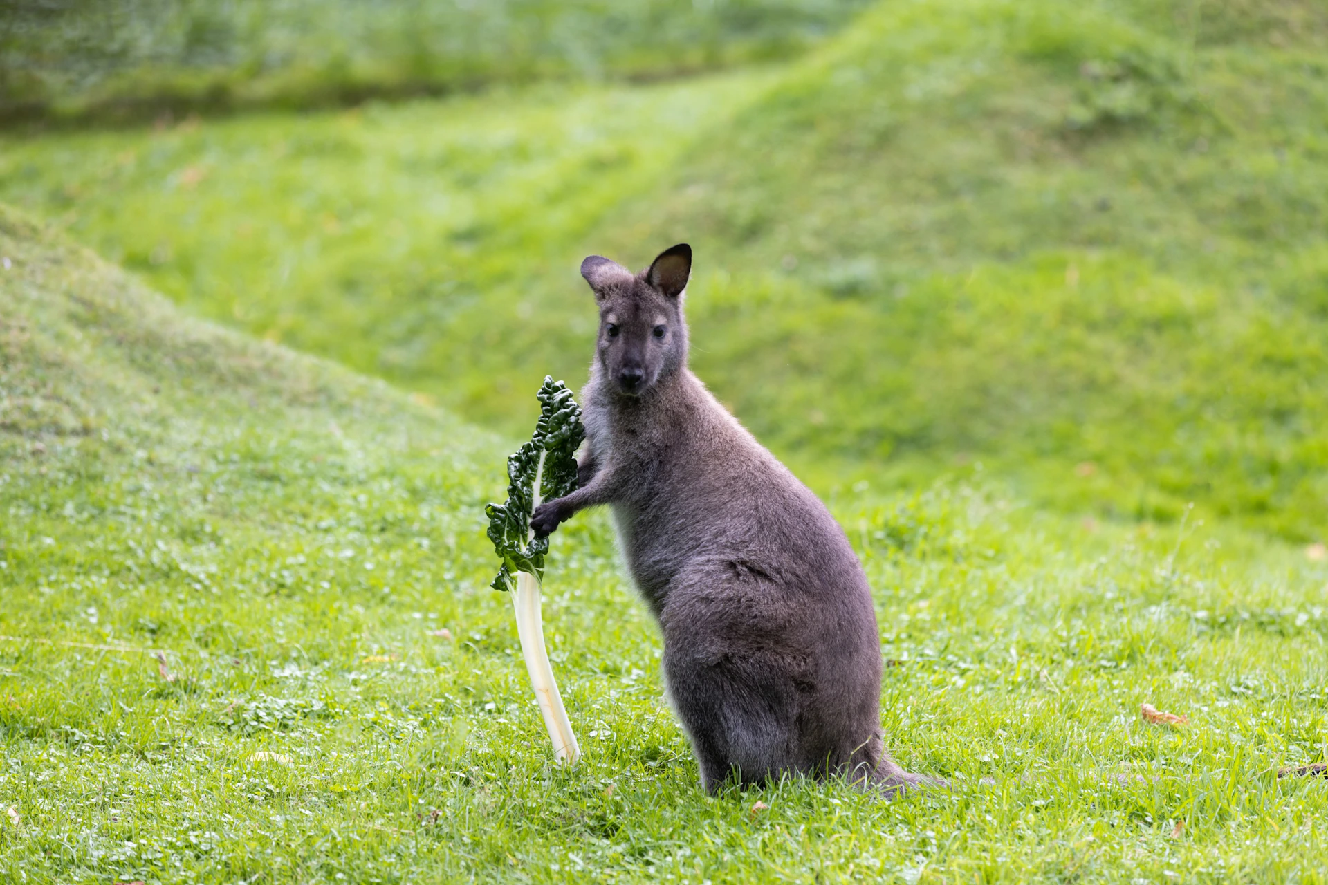Willowbank Wildlife Reserve: General Admission Ticket