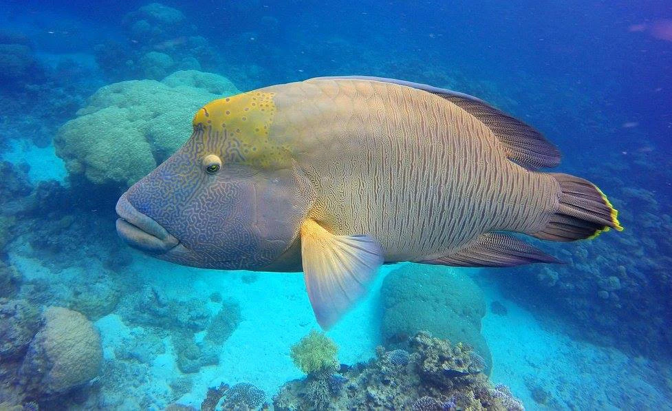 超ポイントバック祭 グレート バリアリーフ Dvd 送料無料 Catalasarenas Com