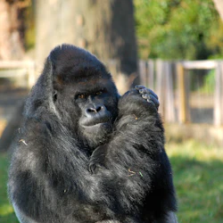 En gorilla sitter på gräs med ena armen korsad över bröstet och tittar mot kameran. Staket och träd i bakgrunden.