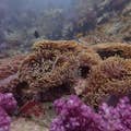 Seeanemone und rosa Korallen