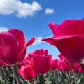 Meeresblauer Himmel, weiße Wolken, rosa Tulpen.