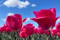 Céu azul marinho, nuvens brancas, tulipas cor-de-rosa.