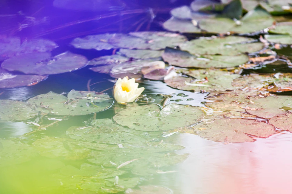 A white water lily blooming on a pond surrounded by green lily pads, with soft rainbow light effects overlaying the scene.