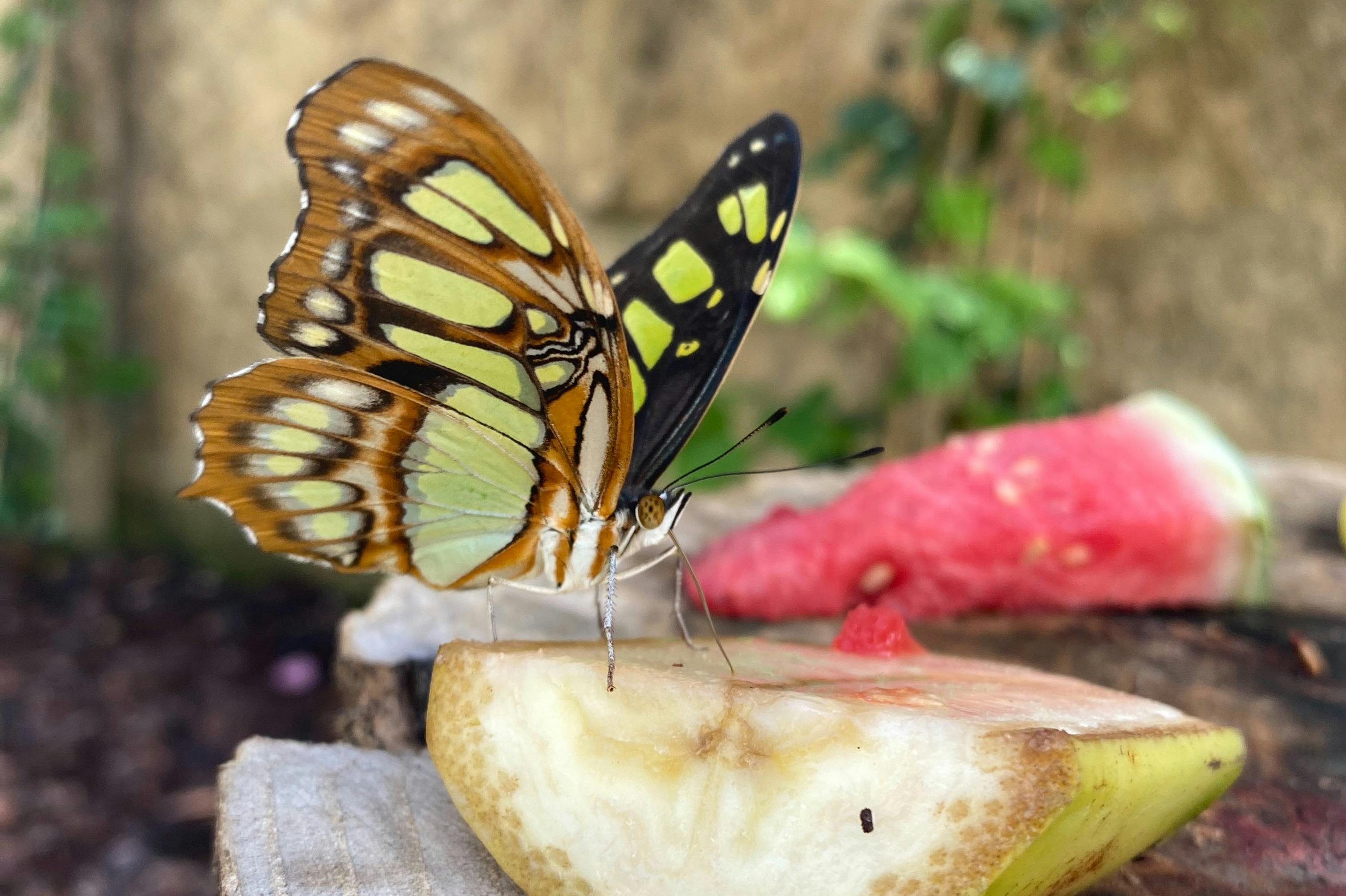A butterfly with patterned wings perched on a piece of fruit, with greenery and blurred background.