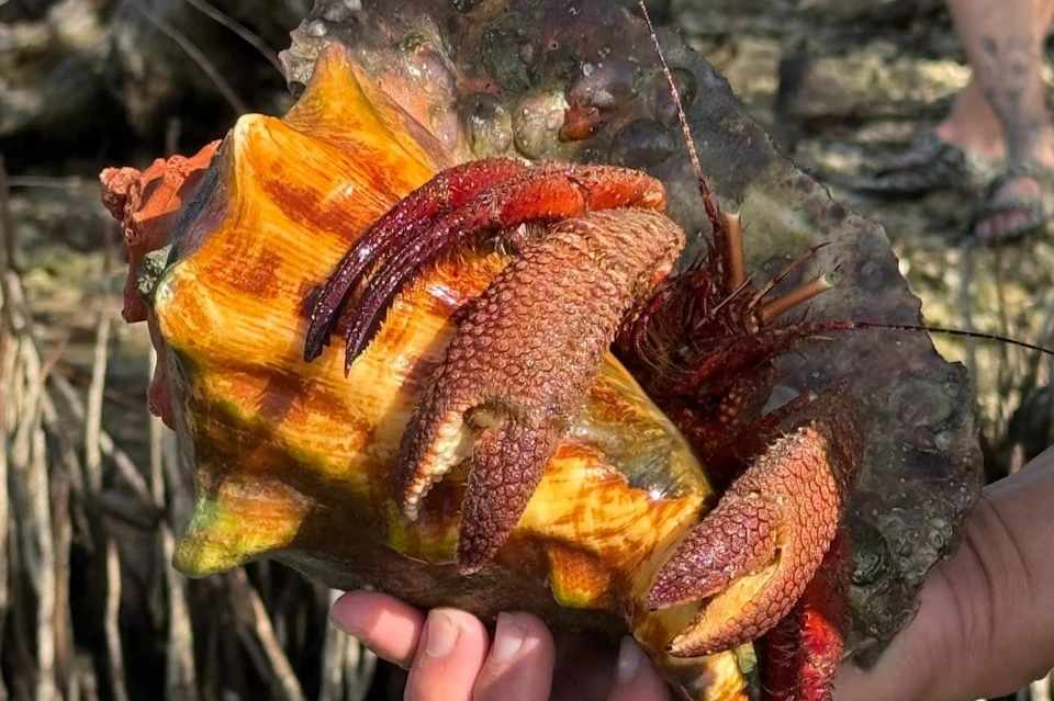 A close-up of a hermit crab partially inside a large, colorful shell being held by a hand in an outdoor setting.