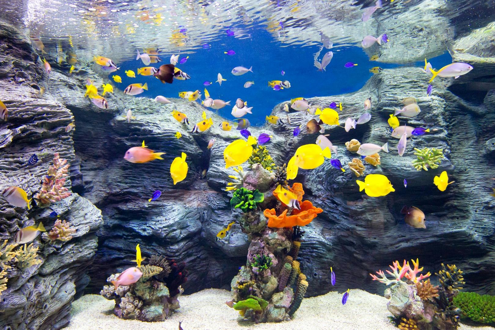 Lotte World Aquarium: Entry Ticket in Seoul – Tiqets