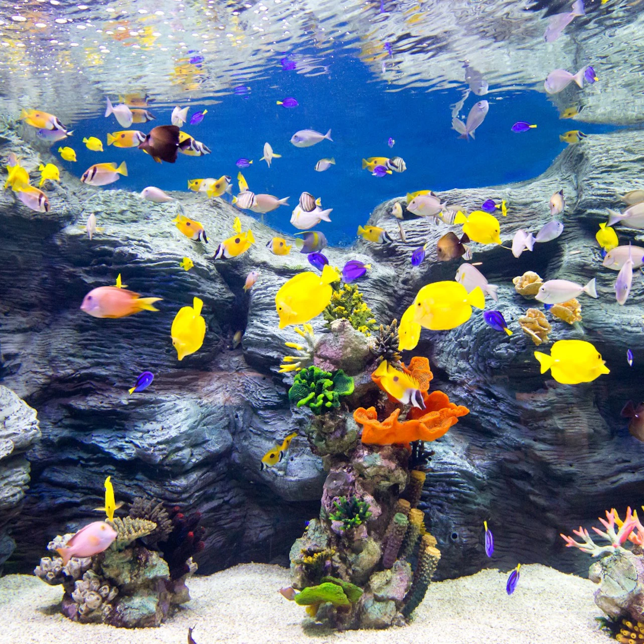 Lotte World Aquarium: Entry Ticket in Seoul β Tiqets