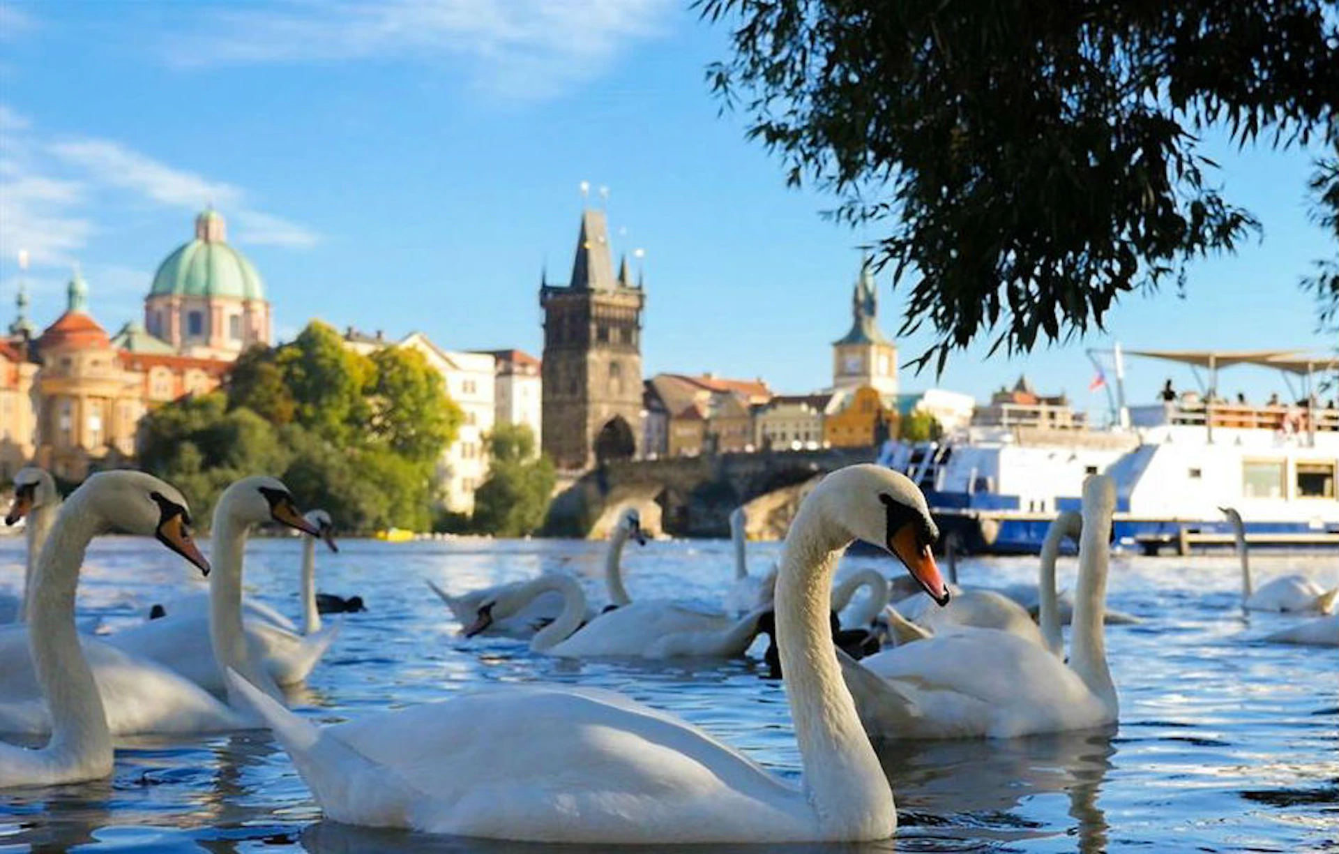 Swans swimming in a river with historic buildings and a clock tower in the background under a blue sky.