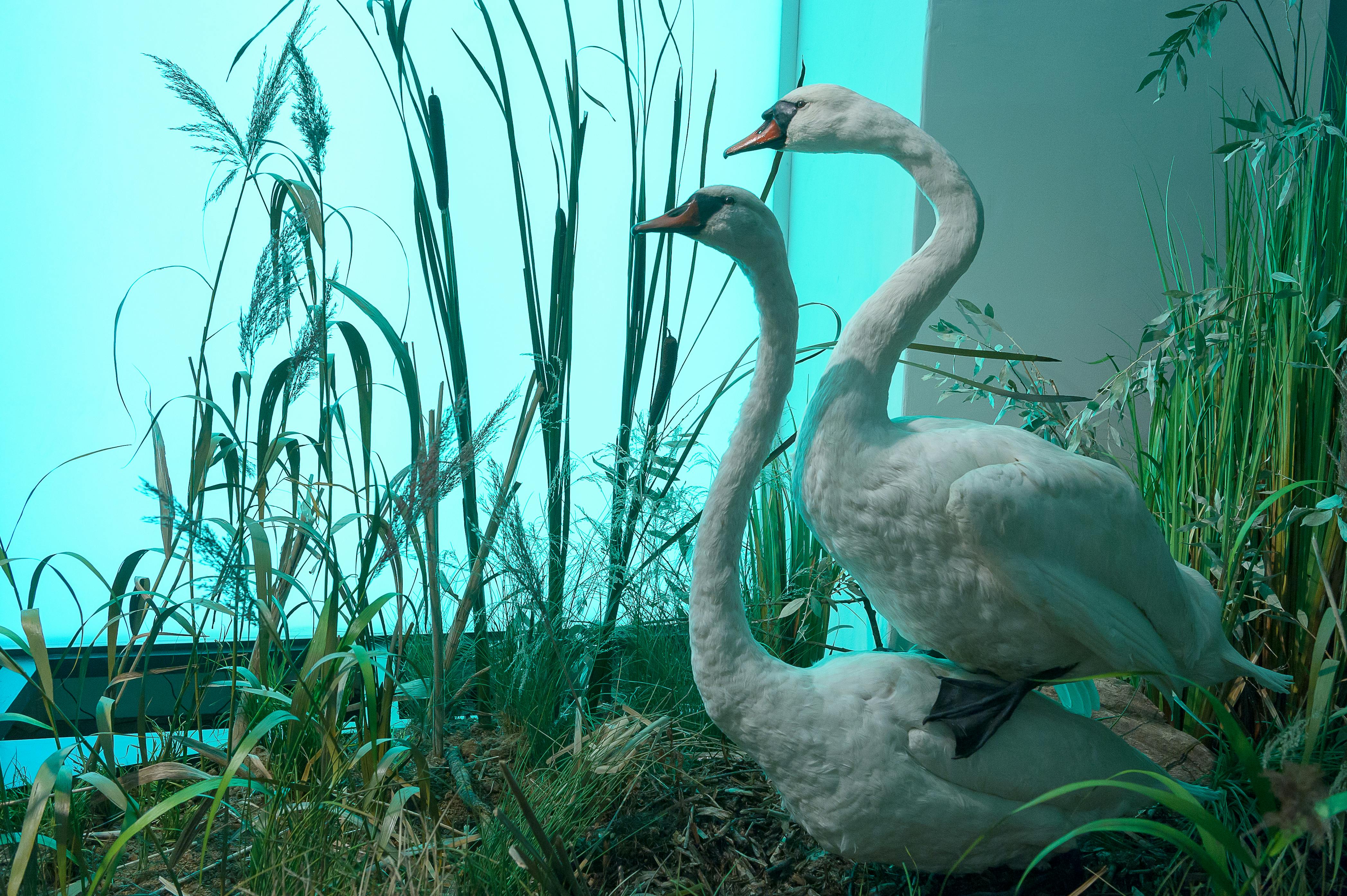 Two swans with long necks and orange beaks stand surrounded by tall grasses against a softly lit turquoise background.
