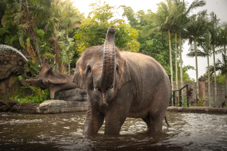 An elephant standing in water, lifting its trunk. Lush greenery and trees in the background.