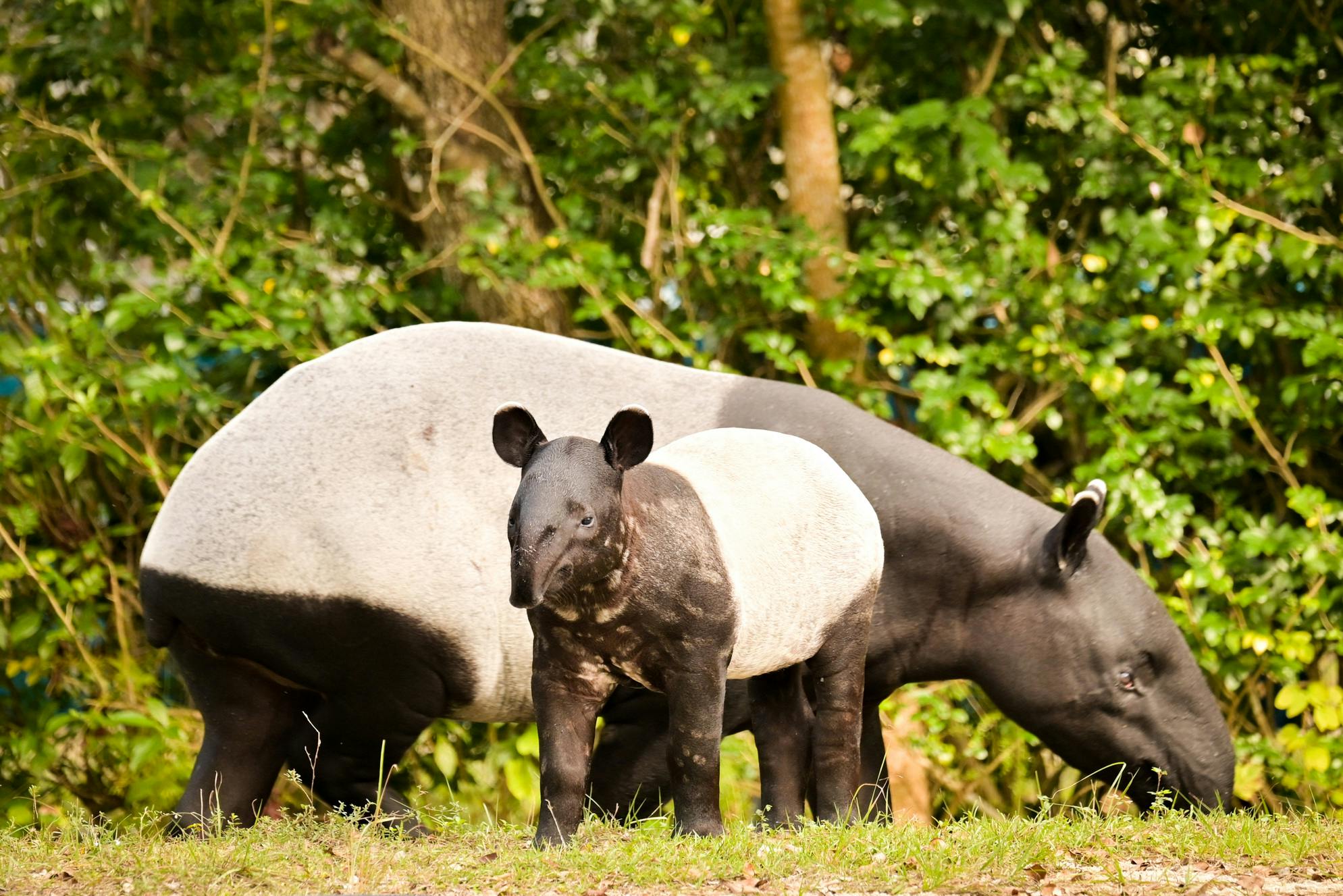 En malaysisk tapir og dens kalv, der står på græs med en skovklædt baggrund.