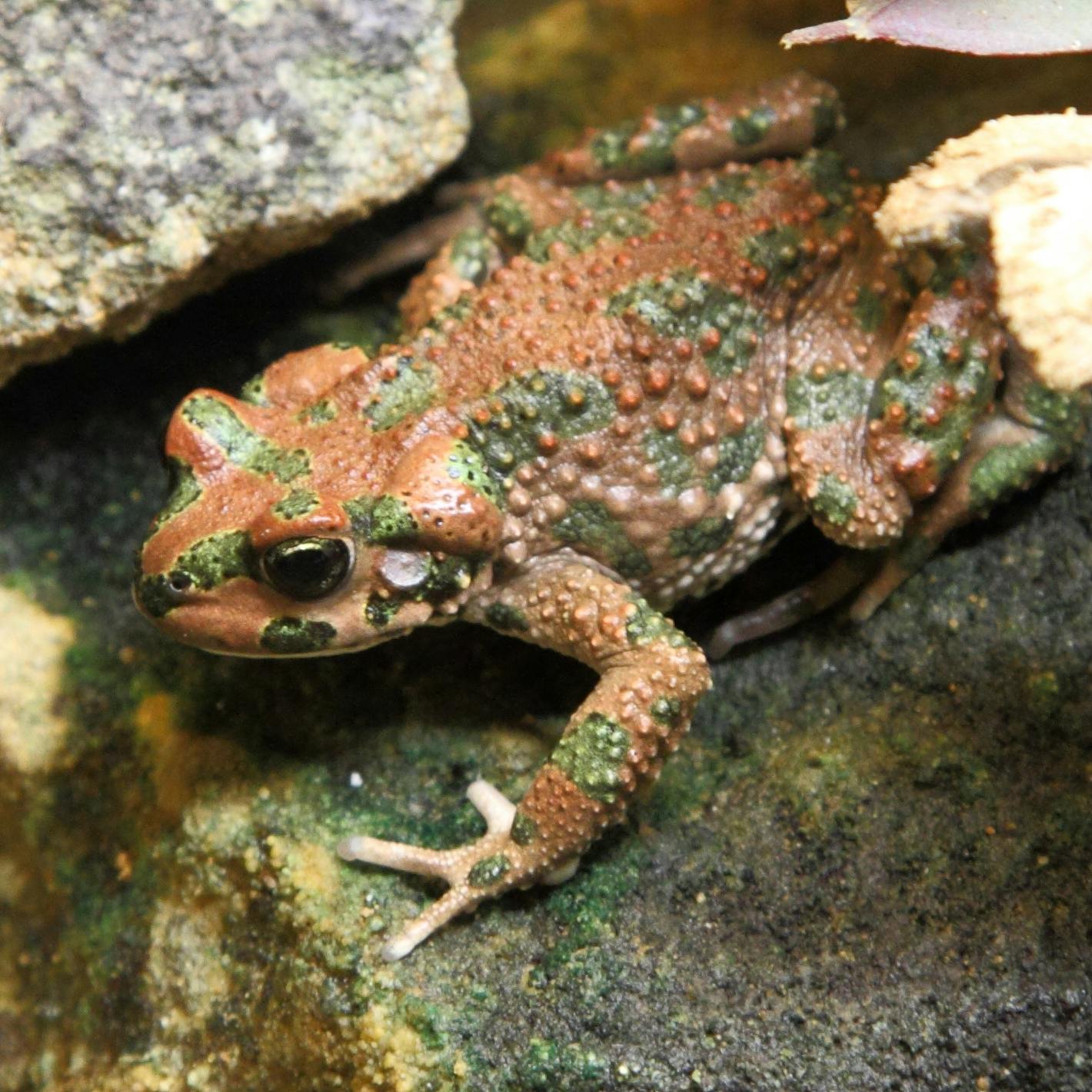 Rotterdam Zoo: Skip The Line Ticket