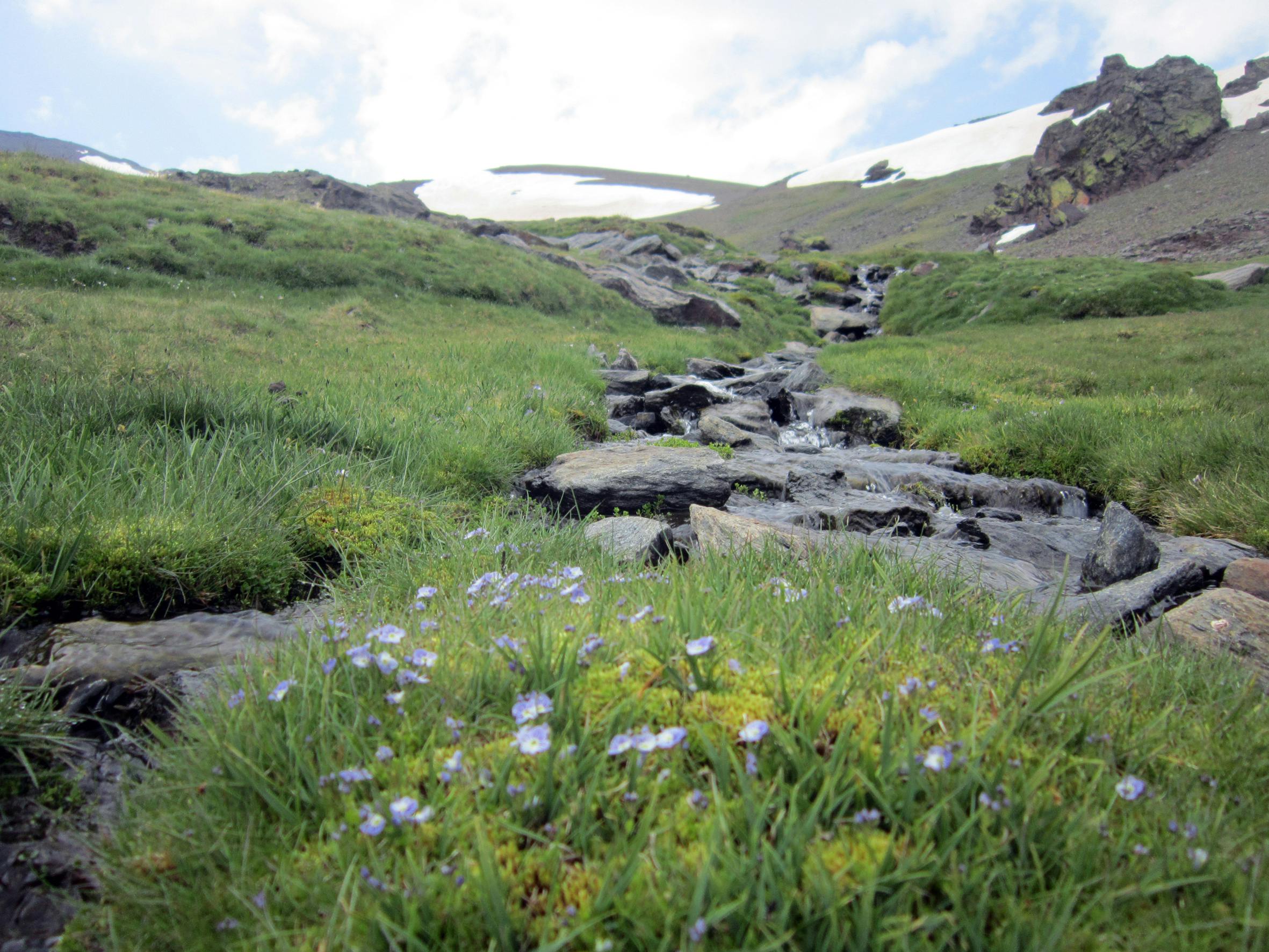 Mountain stream flowing over rocks, surrounded by green grass and wildflowers, with patches of snow visible in the background.