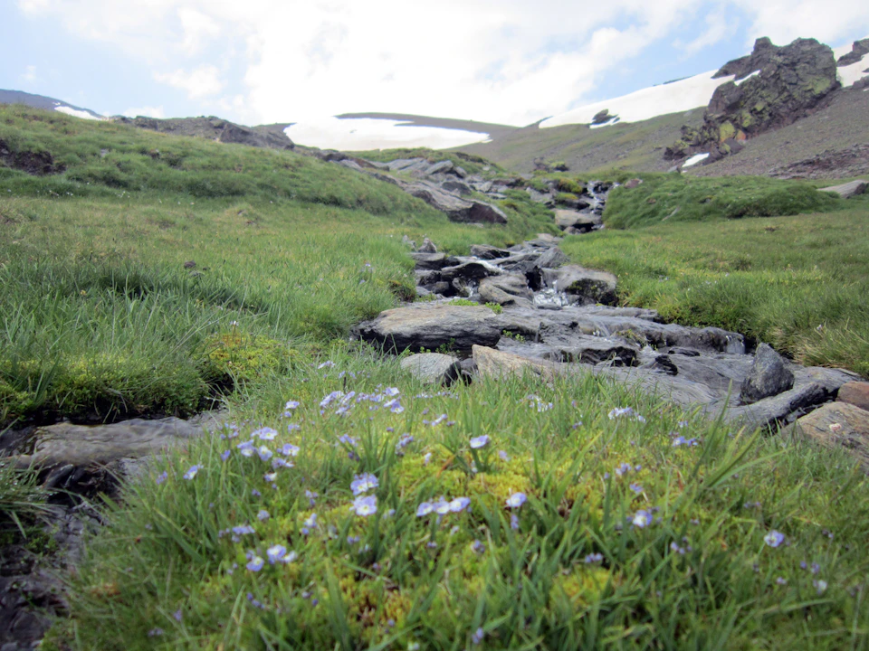Mountain stream flowing over rocks, surrounded by green grass and wildflowers, with patches of snow visible in the background.